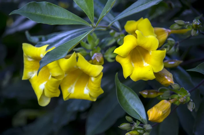 petalas de alamanda amarela 