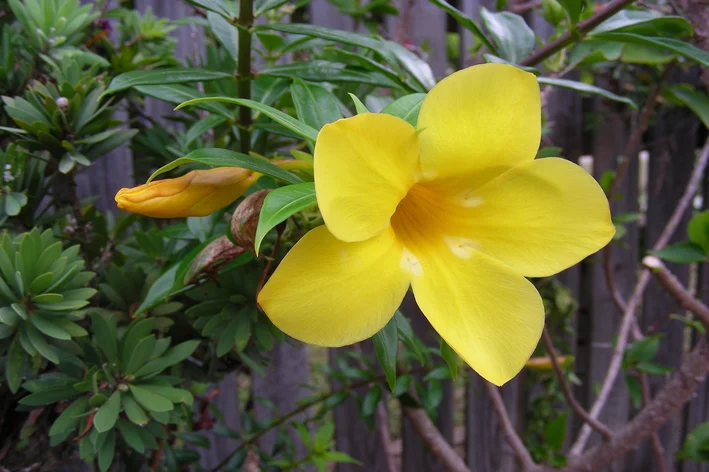 flor de alamanda no muro