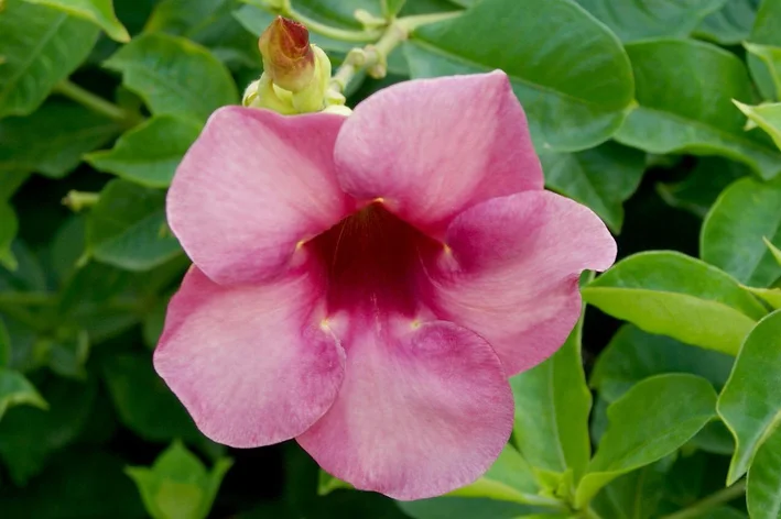 pétala rosa de alamanda