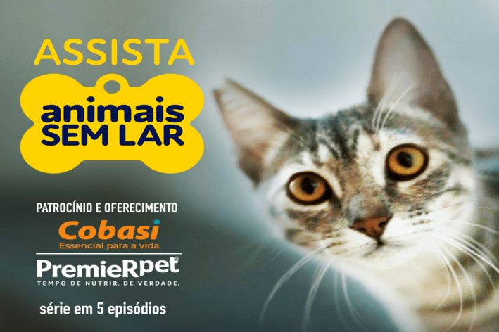 cartaz série animal sem lar