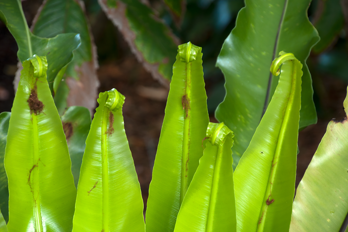 folhas de Asplenium australasicum