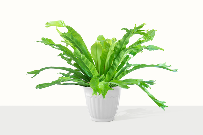 vaso com Asplenium crissie