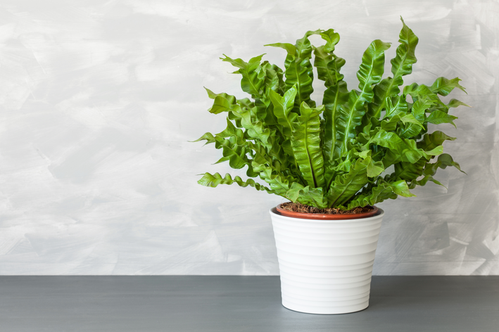 vaso com plantas Asplenium nidus