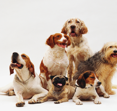 matilha-de-cachorros