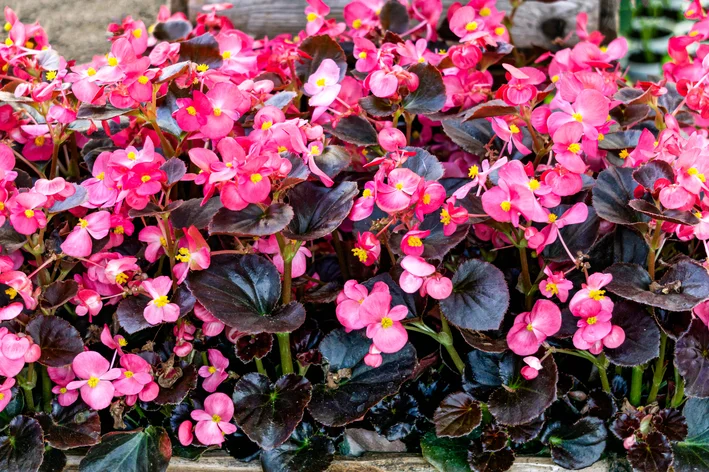 flores de suculentas de sombra de begônia cerosa