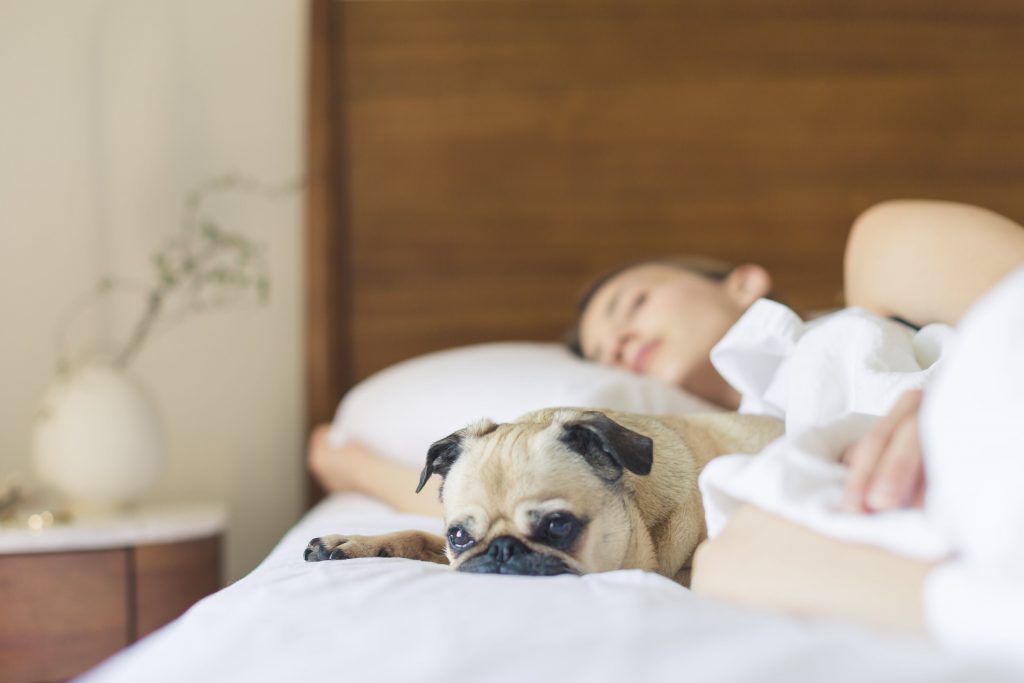 cachorro dormindo na cama 