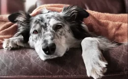 cachorro que não quer comer deitado no sofá