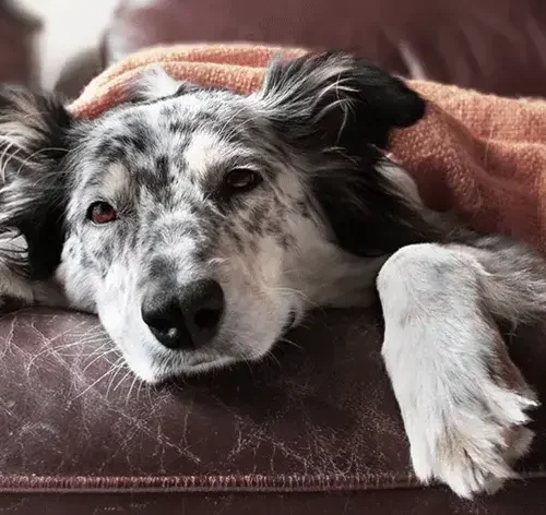 cachorro que não quer comer deitado no sofá