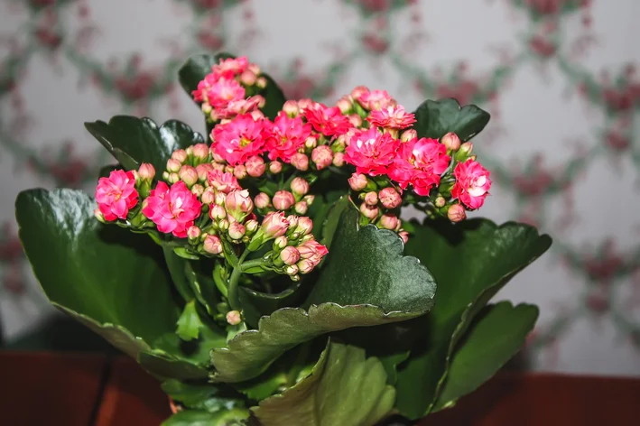 Calandiva com flores rosas