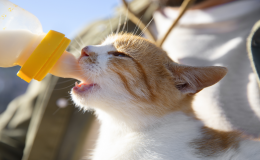 gato tomando leite na mamadeira