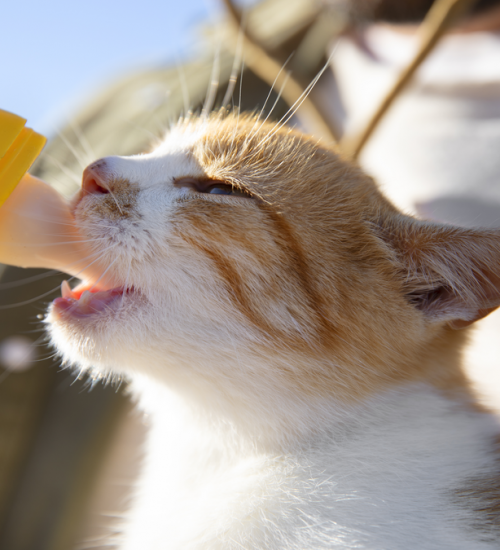 gato tomando leite na mamadeira