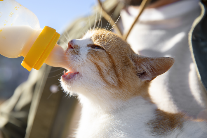 gato tomando leite na mamadeira que é a primeira comida para gato filhote