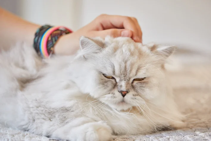 Gato com febre sendo acariciado por uma pessoa com pulseiras coloridas no braço, em um ambiente aconchegante.
