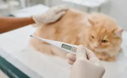 Gato com febre sendo avaliado por veterinário com termômetro digital, em ambiente clínico, mostrando cuidado com saúde dos pets.