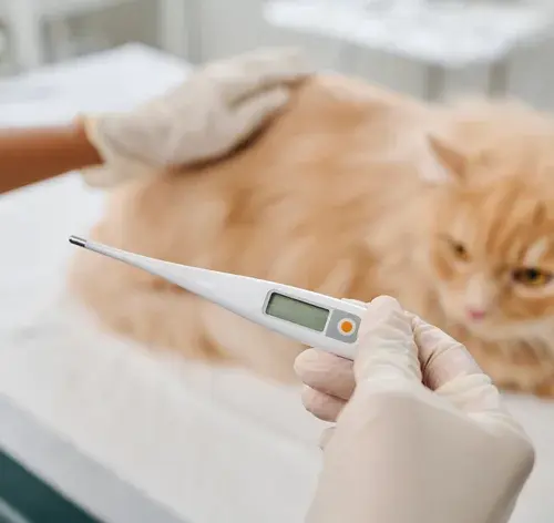 Gato com febre sendo avaliado por veterinário com termômetro digital, em ambiente clínico, mostrando cuidado com saúde dos pets.