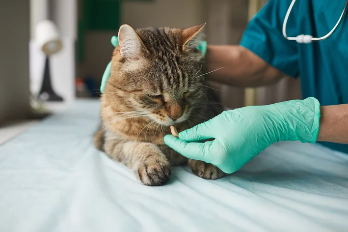 Gato com febre sendo examinado por veterinário usando luvas em clínica veterinária, destacando o cuidado com a saúde dos animais de estimação.