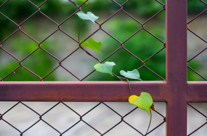 folhas em formato de coração plantas aéreas