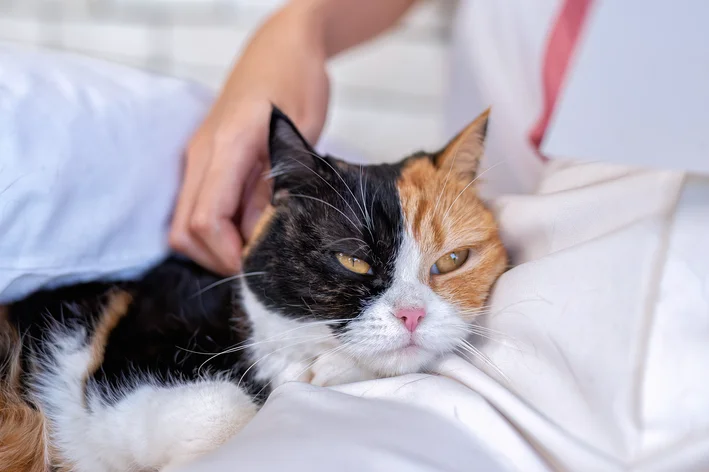 Gata tricolor com febre na cama sendo acariciada por uma pessoa, exibindo expressão calma e relaxada.