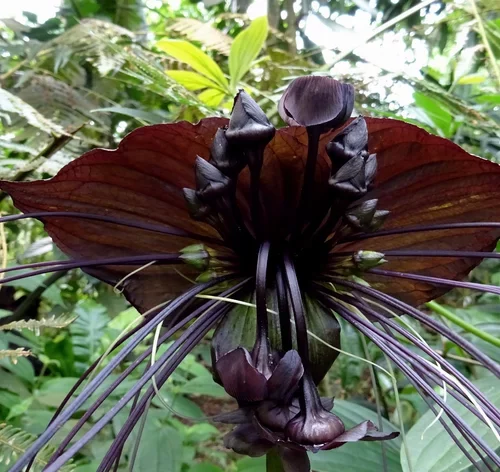 pétalas pretas de flor-morcego