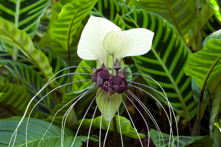 pétalas brancas da flor-morcego