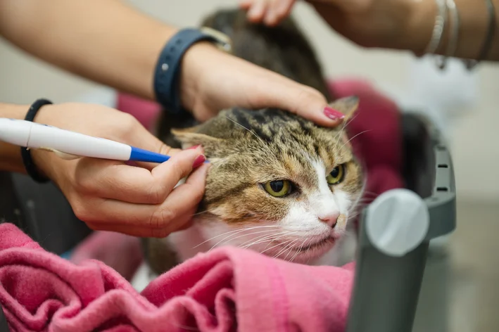 Pessoa medindo a temperatura de um gato com um termômetro auricular.