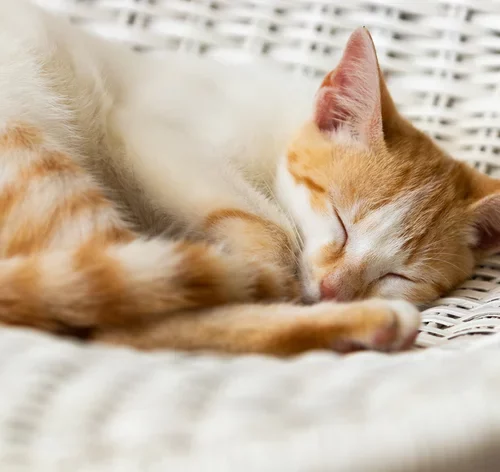 Como identificar um gato Vira-lata: características e tipos 2