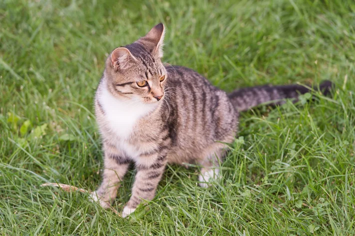 gato rajado no jardim