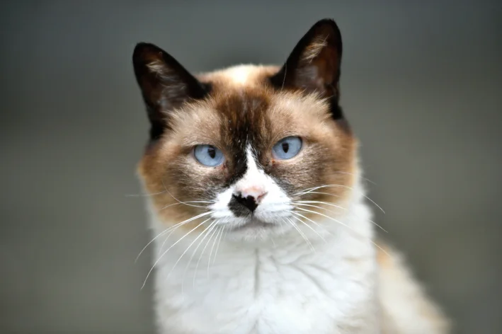 gato siamês vira-lata sentado