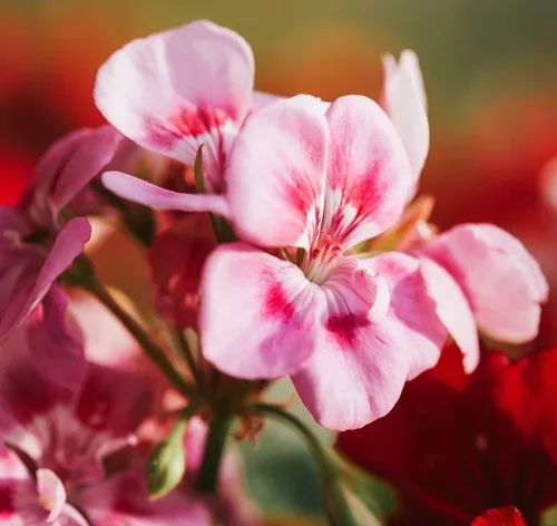 detalhe pétala de gerânio rosa