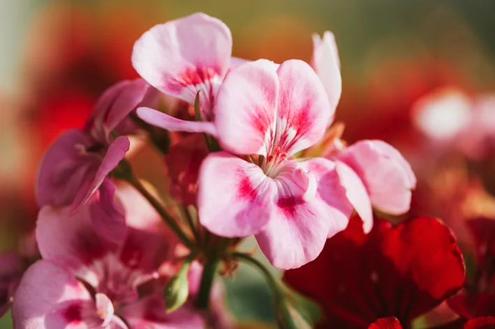 detalhe pétala de gerânio rosa