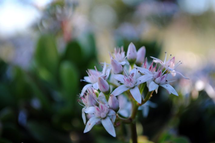 flores brancas de suculenta