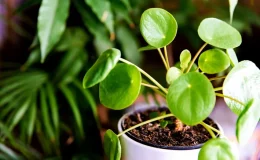 Pilea Peperomioides folhas