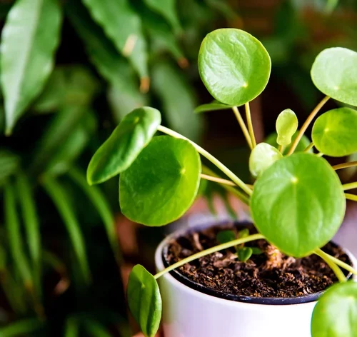 Pilea Peperomioides folhas