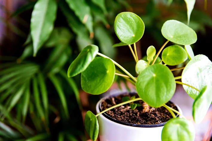 Pilea Peperomioides folhas