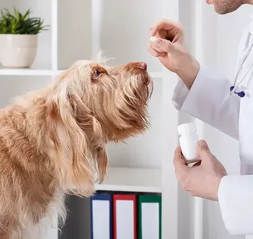 veterinário dando prednisolona para cachorro