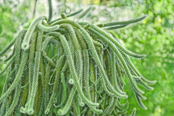 folhas tubulares da cauda de rato