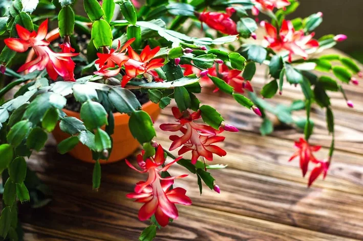 detalhes das flores da flor de maio