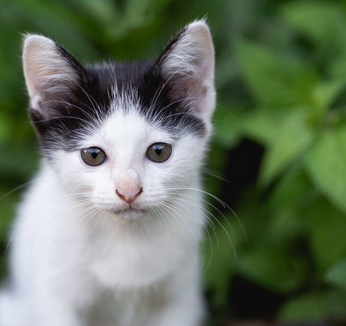 gato triste com uveite felina