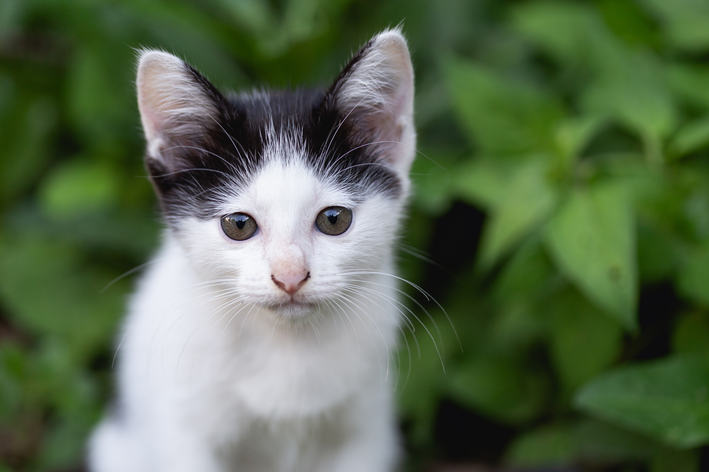 gato triste com uveite felina