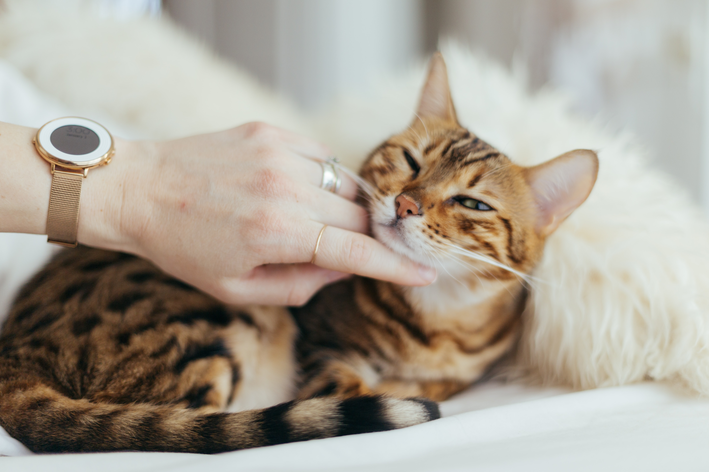 mulher fazendo carinho no gato