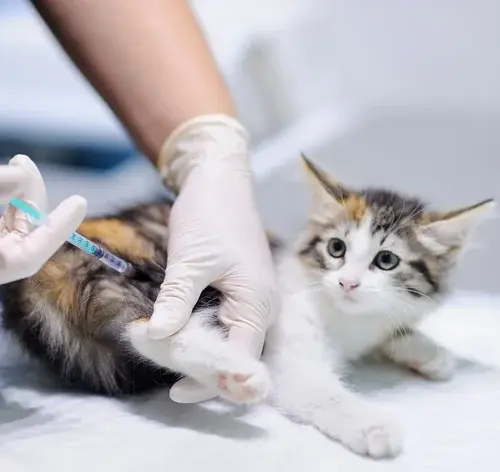 veterinário aplicando vacinas em gatos