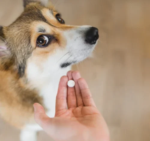 antibiótico humano para cachorro