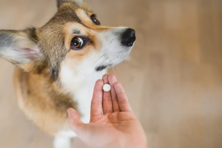 antibiótico humano para cachorro