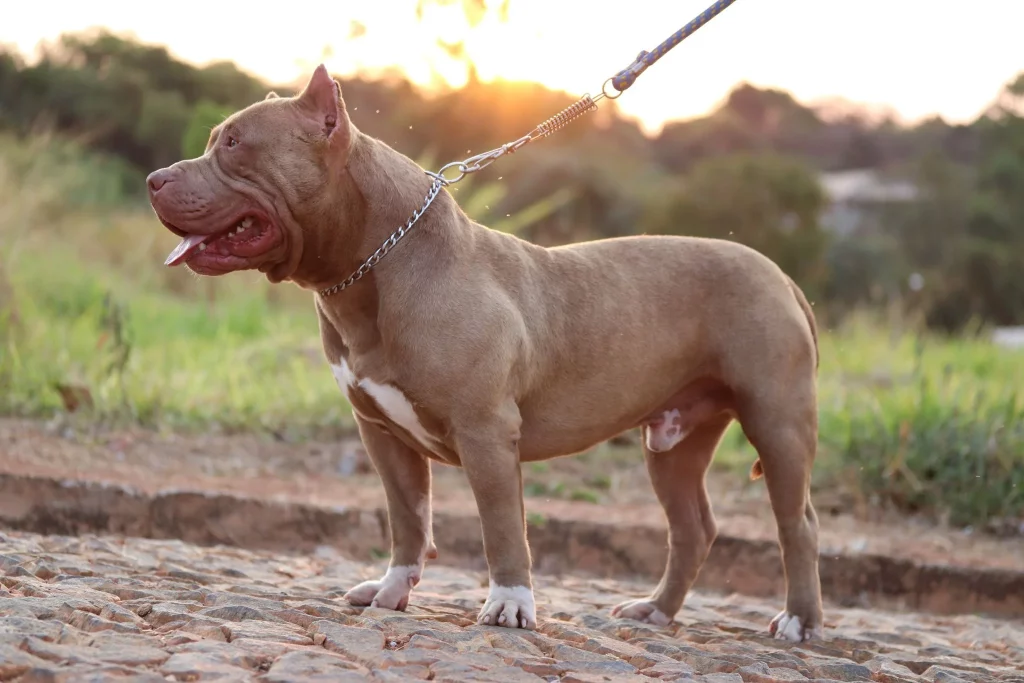 Pitbull Monster de coleira