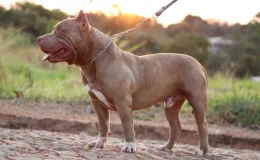 Pitbull Monster de coleira