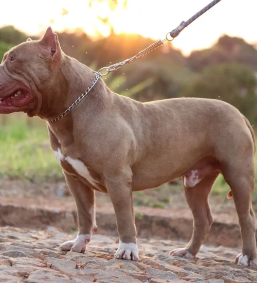 Pitbull Monster de coleira