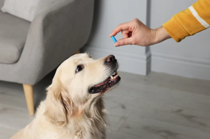 antibiotico de humano para cachorro