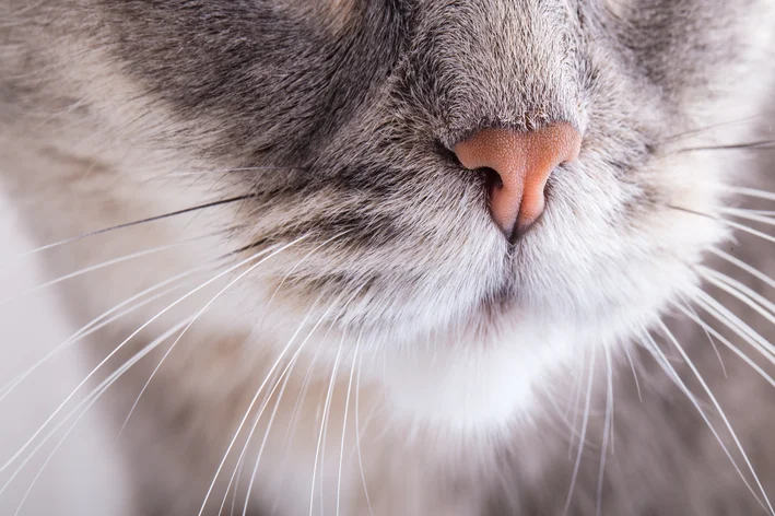 gato com nariz entupido e espirrando
