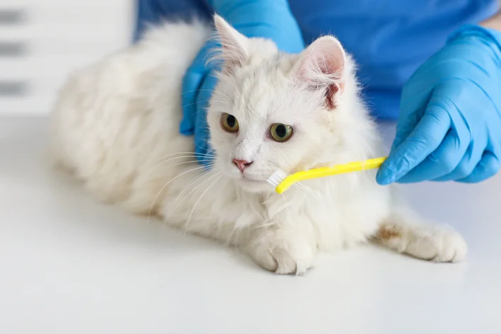 gato com bafo de carniça