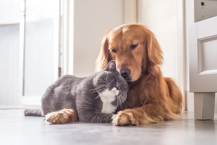 cachorro não gosta de gato